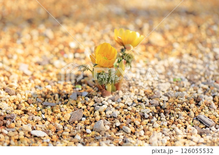 明るい　フクジュソウの花 126055532