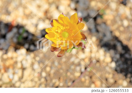 明るい　フクジュソウの花 126055533