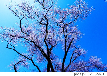 静内二十間道路の桜並木 126055691