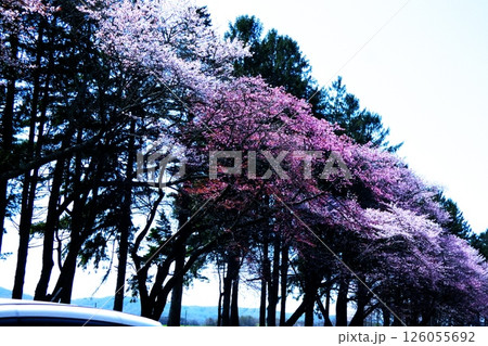 静内二十間道路の桜並木 126055692