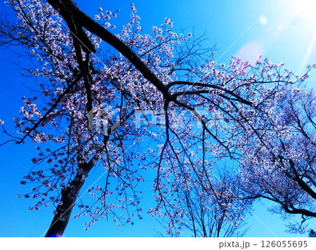 静内二十間道路の桜並木 静内二十間道路の桜並木 126055695