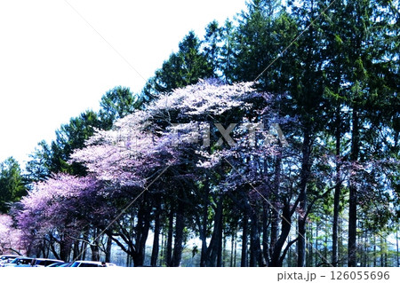 静内二十間道路の桜並木 126055696