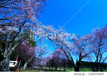 静内二十間道路の桜並木 静内二十間道路の桜並木 126055697