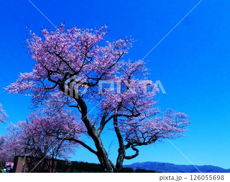 静内二十間道路の桜並木 126055698