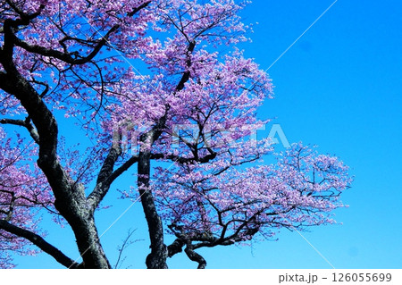 静内二十間道路の桜並木 126055699