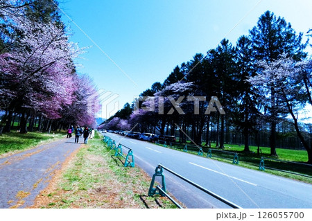 静内二十間道路の桜並木 126055700