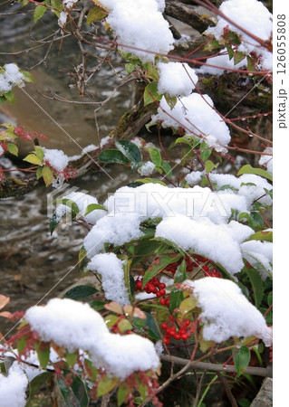 京都 早朝雪化粧の金閣寺 京都 早朝雪化粧の金閣寺 126055808