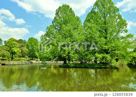 大宮氷川神社白鳥池 大宮氷川神社白鳥池 126055839