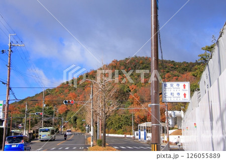 京都の観光道路きぬかけの道と龍安寺の紅葉 京都の観光道路きぬかけの道と龍安寺の紅葉 126055889