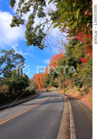 京都の観光道路きぬかけの道と龍安寺の紅葉 京都の観光道路きぬかけの道と龍安寺の紅葉 126055890