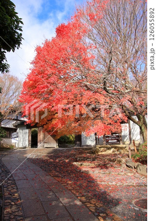 京都の観光道路きぬかけの道と龍安寺の紅葉 京都の観光道路きぬかけの道と龍安寺の紅葉 126055892