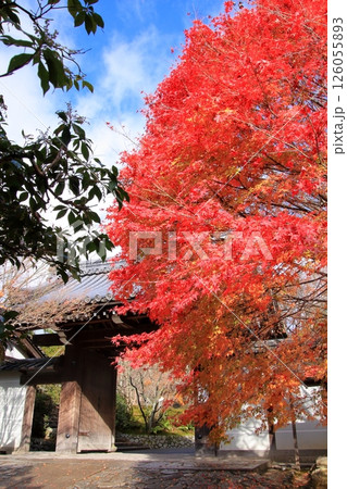 京都の観光道路きぬかけの道と龍安寺の紅葉 京都の観光道路きぬかけの道と龍安寺の紅葉 126055893