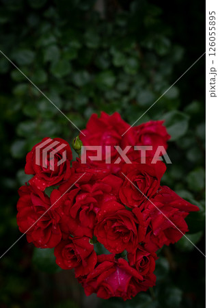 静寂の中に咲く深紅の花 126055895