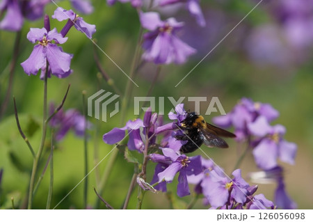 ムラサキハナナの花とマルハナバチ 126056098