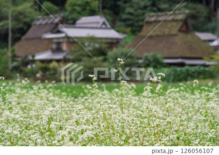京都府南丹市美山町茅葺きの里で撮影した秋の風景 京都府南丹市美山町茅葺きの里で撮影した秋の風景 126056107