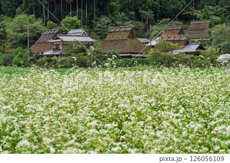 京都府南丹市美山町茅葺きの里で撮影した秋の風景 京都府南丹市美山町茅葺きの里で撮影した秋の風景 126056109