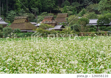京都府南丹市美山町茅葺きの里で撮影した秋の風景 京都府南丹市美山町茅葺きの里で撮影した秋の風景 126056110