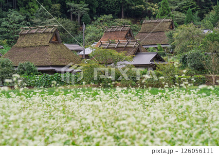 京都府南丹市美山町茅葺きの里で撮影した秋の風景 126056111