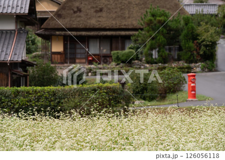 京都府南丹市美山町茅葺きの里で撮影した秋の風景 126056118