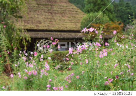 京都府南丹市美山町茅葺きの里で撮影した秋の風景 126056123