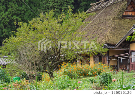 京都府南丹市美山町茅葺きの里で撮影した秋の風景 126056126