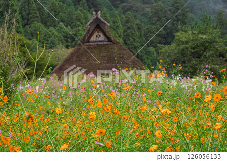 京都府南丹市美山町茅葺きの里で撮影した秋の風景 京都府南丹市美山町茅葺きの里で撮影した秋の風景 126056133