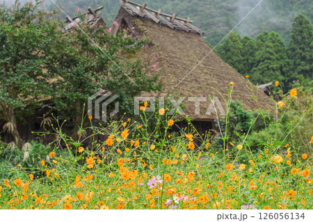 京都府南丹市美山町茅葺きの里で撮影した秋の風景 京都府南丹市美山町茅葺きの里で撮影した秋の風景 126056134