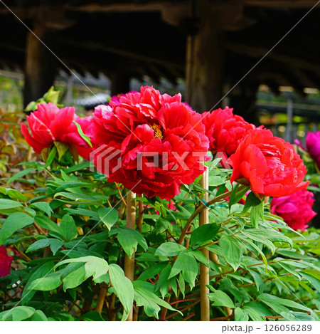 ぼたん　長谷寺　奈良県 126056289