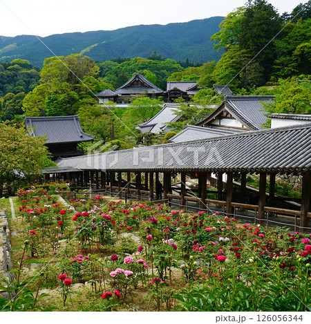 ぼたん　長谷寺　奈良県 126056344