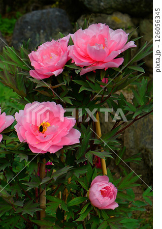 ぼたん 長谷寺 奈良県 ぼたん 長谷寺 奈良県 126056345