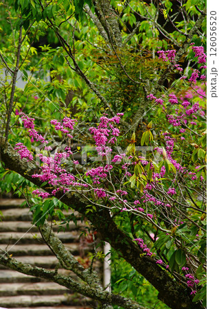 ぼたん　長谷寺　奈良県 126056520