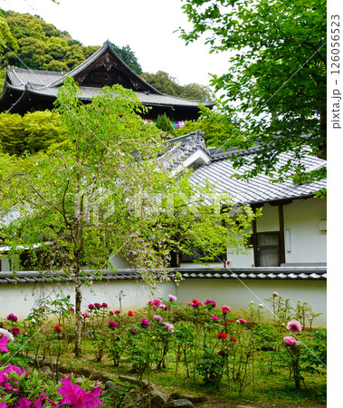 ぼたん 長谷寺 奈良県 ぼたん 長谷寺 奈良県 126056523
