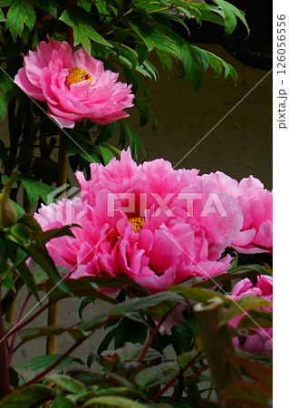 ぼたん　長谷寺　奈良県 126056556