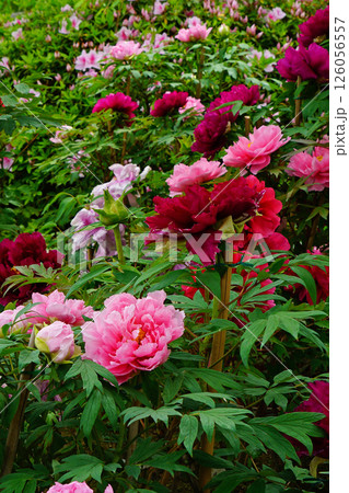 ぼたん　長谷寺　奈良県 126056557