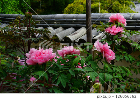 ぼたん　長谷寺　奈良県 126056562