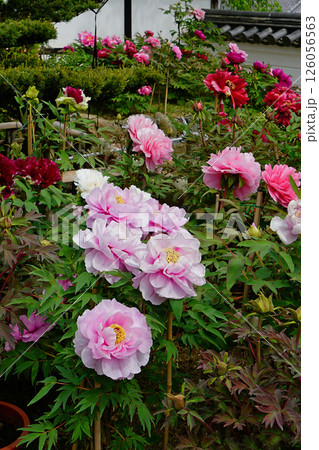 ぼたん　長谷寺　奈良県 126056563