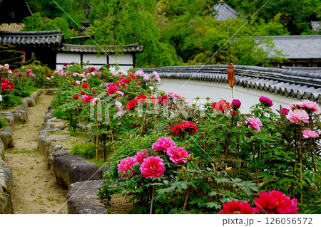 ぼたん　長谷寺　奈良県 126056572