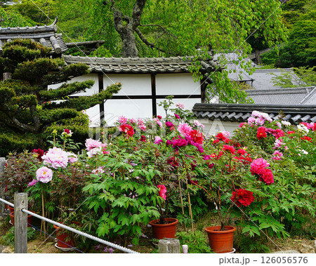 ぼたん　長谷寺　奈良県 126056576