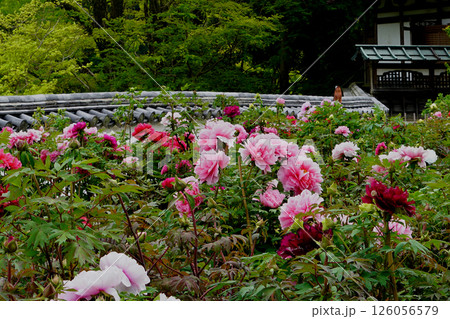 ぼたん 長谷寺 奈良県 ぼたん 長谷寺 奈良県 126056579