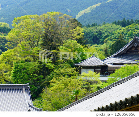 ぼたん　長谷寺　奈良県 126056656