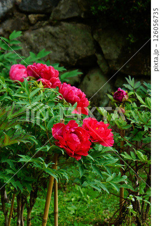 ぼたん 長谷寺 奈良県 ぼたん 長谷寺 奈良県 126056735