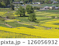 菜の花のある風景 126056932