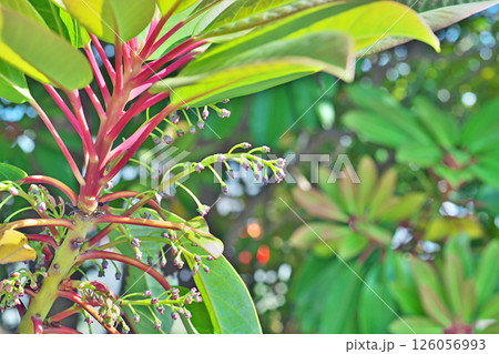 ユズリハの雌しべ(雌花)(春、五月) ユズリハの雌しべ(雌花)(春、五月) 126056993