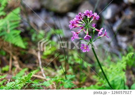 ひっそりと自生する兵庫県丹波市市島町に咲く九輪草 ひっそりと自生する兵庫県丹波市市島町に咲く九輪草 126057027