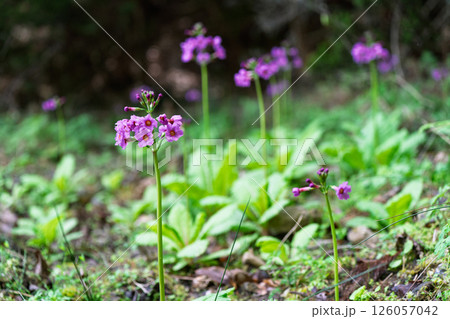 ひっそりと自生する兵庫県丹波市市島町に咲く九輪草 ひっそりと自生する兵庫県丹波市市島町に咲く九輪草 126057042