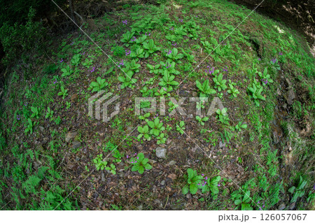 ひっそりと自生する兵庫県丹波市市島町に咲く九輪草 ひっそりと自生する兵庫県丹波市市島町に咲く九輪草 126057067