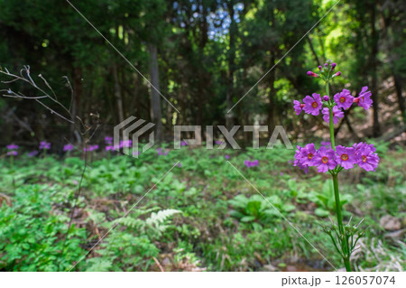 ひっそりと自生する兵庫県丹波市市島町に咲く九輪草 126057074