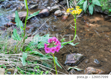 ひっそりと自生する兵庫県丹波市市島町に咲く九輪草 126057099