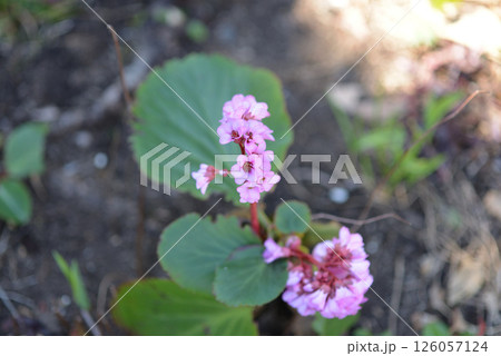 ピンクの花 ピンクの花 126057124