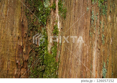 Vertically cracked tree trunk texture. Close-up. 126057152